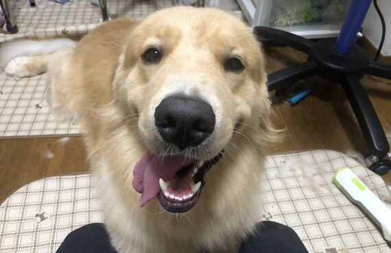 逗子からもアクセスしやすいトリミングサロンは納得の料金でシャンプーを施します