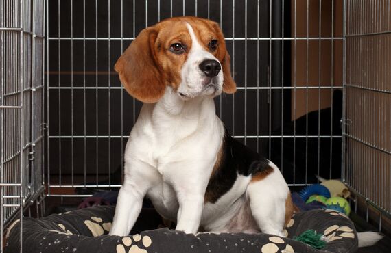 逗子から近いトリミングサロンは老犬のシャンプーも対応いたします