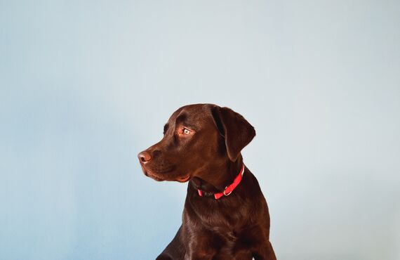 逗子からも近いトリミングサロンでは犬へのカットも人気の高いメニューです