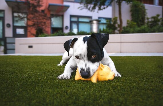 逗子からも近いトリミングサロンは犬の出張カットも承っております