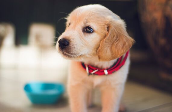 逗子から近い人気のトリミングサロンは愛犬のカットを完全予約にて承ります