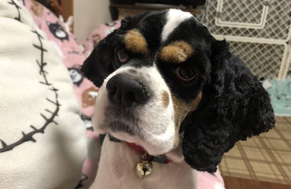 Dog Salon JOYは、出張トリミングやってます
